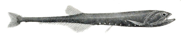 Slender Fangjaw (Sigmops gracilis) |commons:File:Sigmops gracilis.jpg