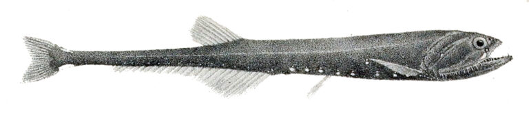 Slender Fangjaw (Sigmops gracilis) |commons:File:Sigmops gracilis.jpg