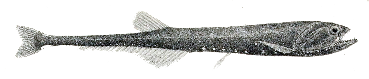 Slender Fangjaw (Sigmops gracilis) |commons:File:Sigmops gracilis.jpg