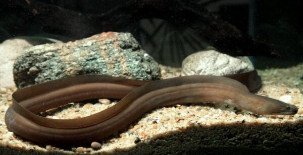 Slender Giant Moray (Strophidon sathete) |commons:File:Strophidon sathete.jpg