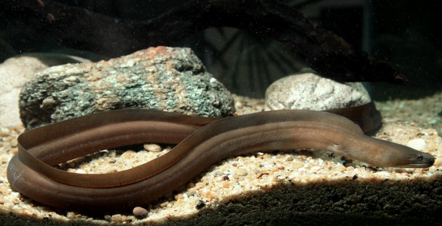 Slender Giant Moray (Strophidon sathete) |commons:File:Strophidon sathete.jpg