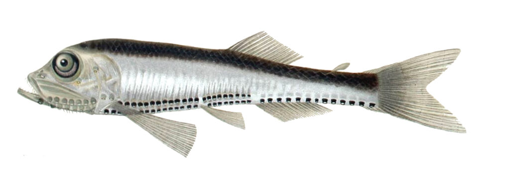 Slender Lightfish (Vinciguerria attenuata) |commons:File:Vinciguerria attenuata.jpg