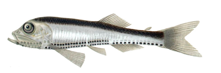 Slender Lightfish (Vinciguerria attenuata) |commons:File:Vinciguerria attenuata.jpg