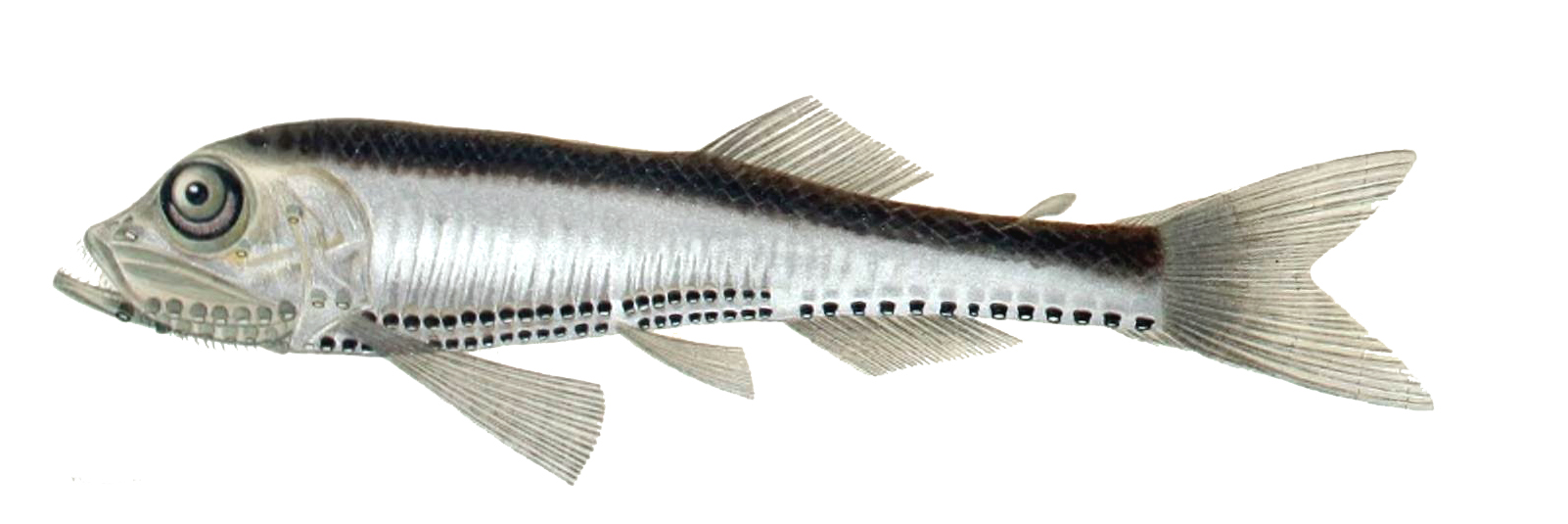 Slender Lightfish (Vinciguerria attenuata) |commons:File:Vinciguerria attenuata.jpg