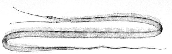 Slender Snipe Eel (Nemichthys scolopaceus) |commons:File:Nemichthys scolopaceus.jpg