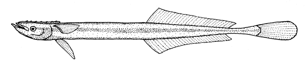Slender Suckerfish (Phtheirichthys lineatus) |commons:File:Phtheirichthys lineatus (Slender suckerfish).gif