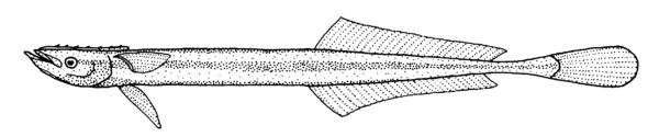 Slender Suckerfish (Phtheirichthys lineatus) |commons:File:Phtheirichthys lineatus (Slender suckerfish).gif