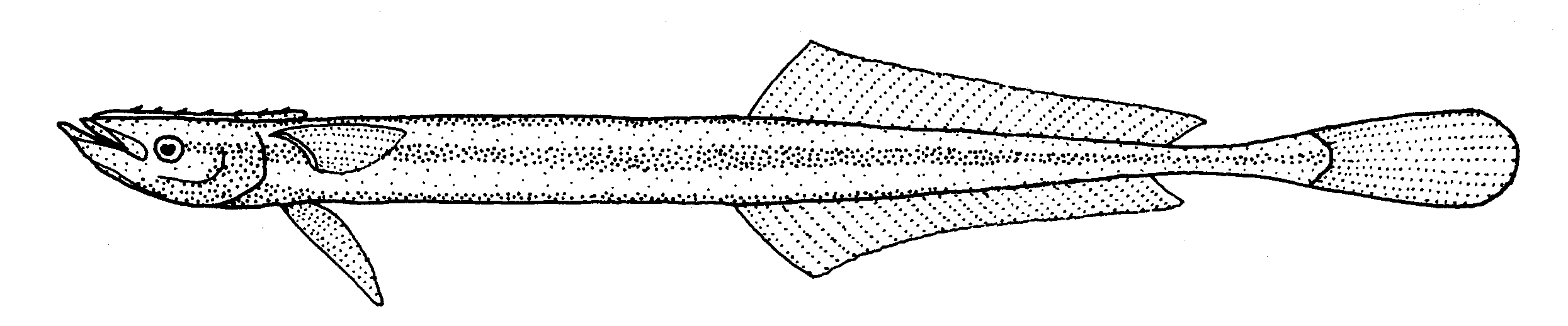 Slender Suckerfish (Phtheirichthys lineatus) |commons:File:Phtheirichthys lineatus (Slender suckerfish).gif