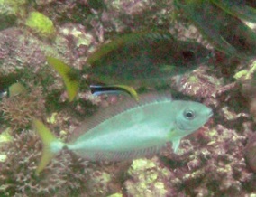 Slender Unicorn (Naso minor) |commons:File:Naso minor, Romblon, Filipinas.jpg