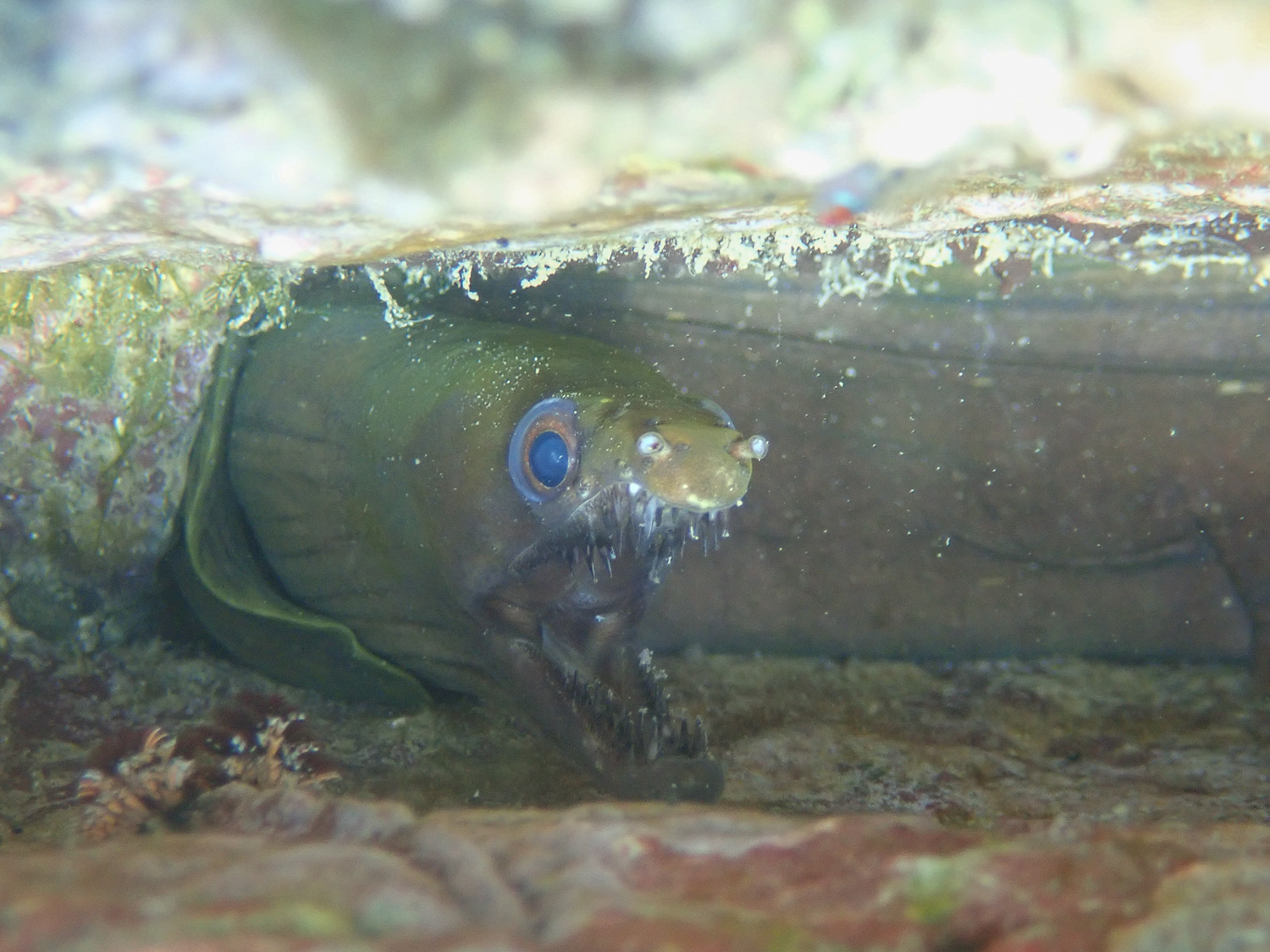Slenderjaw Moray (Enchelycore octaviana) |commons:File:Enchelycore octaviana 61357465.jpg