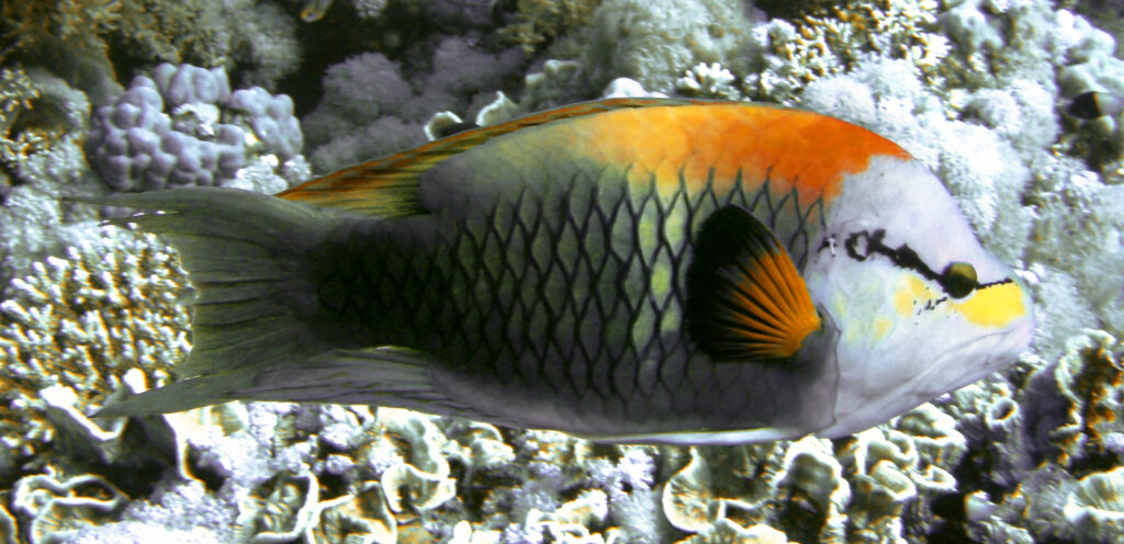 Slingjaw Wrasse (Epibulus insidiator) |commons:File:Epibulus insidiator.jpg
