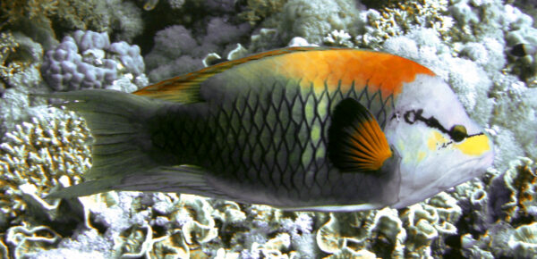 Slingjaw Wrasse (Epibulus insidiator) |commons:File:Epibulus insidiator.jpg