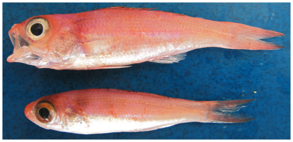 Slope Bass (Symphysanodon berryi) |commons:File:Symphysanodon berryi - pone.0010676.g045.png