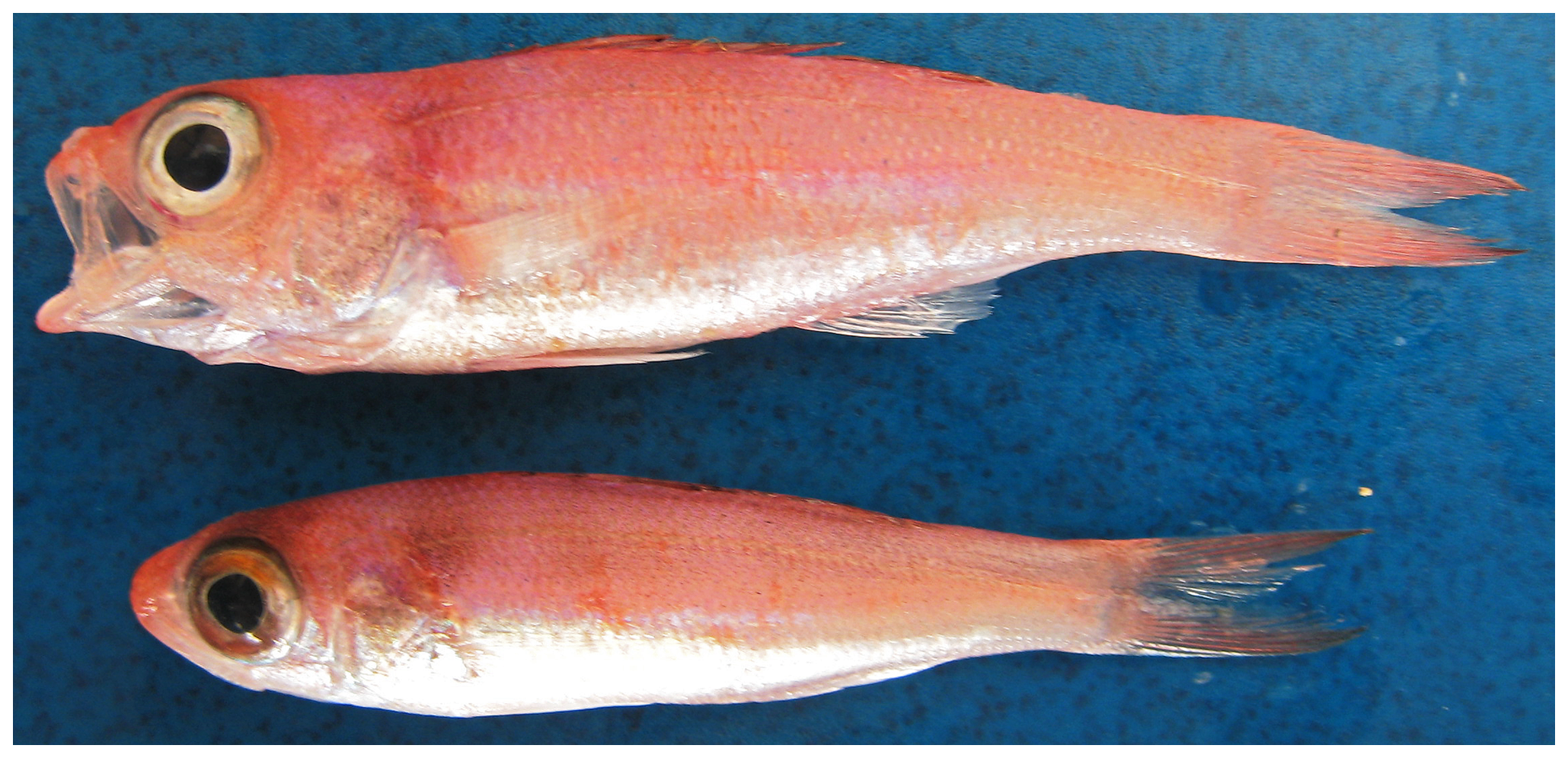 Slope Bass (Symphysanodon berryi) |commons:File:Symphysanodon berryi - pone.0010676.g045.png