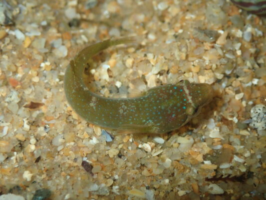 Small-headed Clingfish (Apletodon dentatus) |commons:File:Apletodon dentatus.jpg