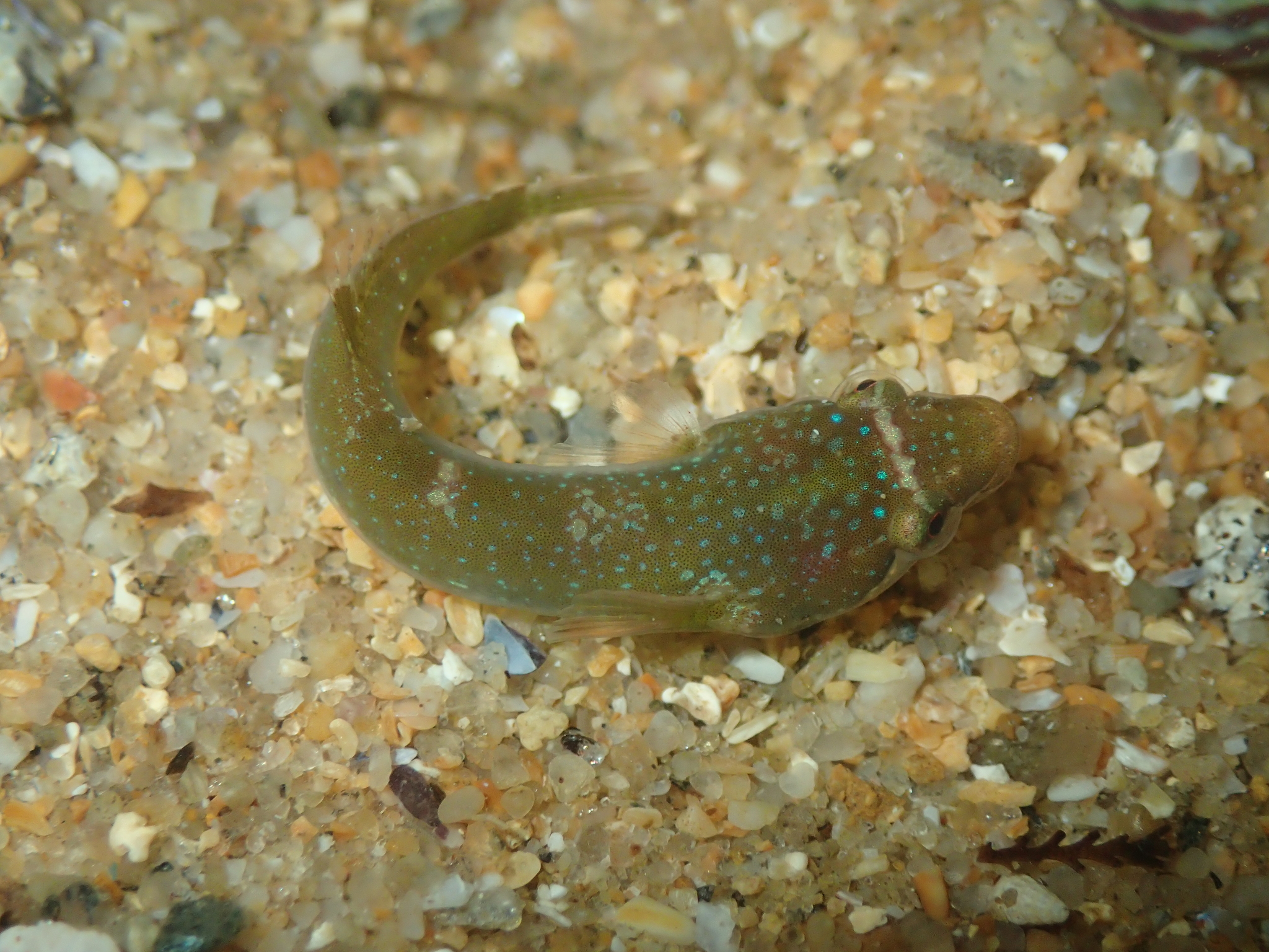Small-headed Clingfish (Apletodon dentatus) |commons:File:Apletodon dentatus.jpg