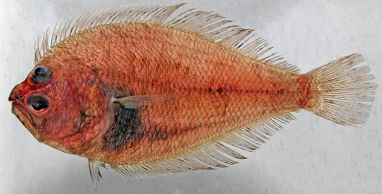 Small Sanddab (Citharichthys platophrys) |commons:File:Citharichthys platophrys.png
