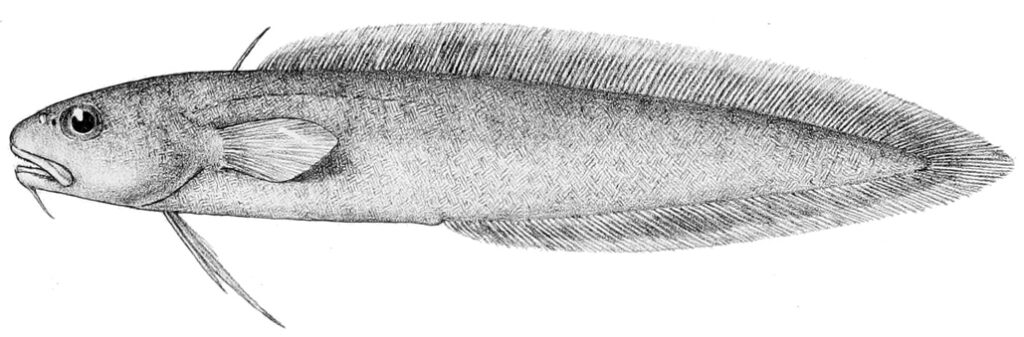 Smalleye Moray Cod (Muraenolepis microps) |commons:File:Muraenolepis microps.jpg