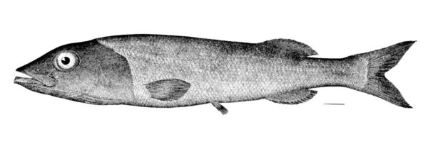 smalleye smooth-head (Alepocephalus productus) |commons:File:Alepocephalus productus.jpg