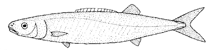 Smalleye Squaretail (Tetragonurus cuvieri) |commons:File:Tetragonurus cuvieri (smalleye squaretail).gif