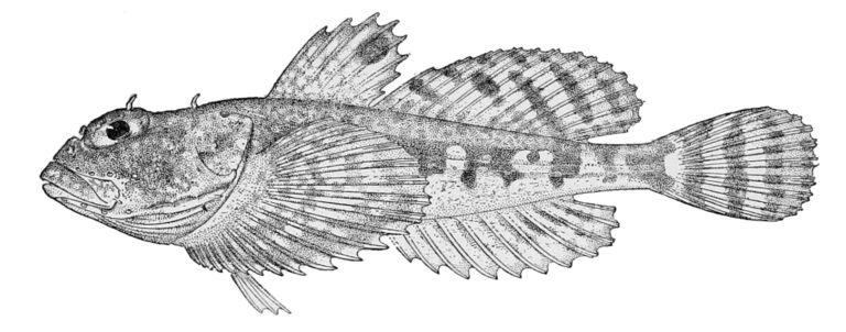 Smallhook Sculpin (Artediellus miacanthus) |commons:File:Artediellus miacanthus.jpg