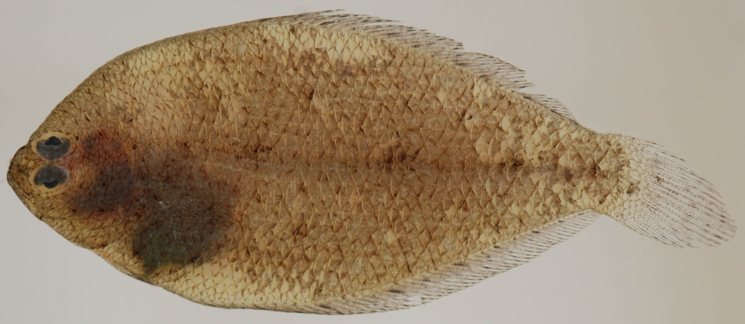Smallmouth Flounder (Etropus microstomus) |commons:File:Etropus microstomus (S0537) (12659118324).jpg