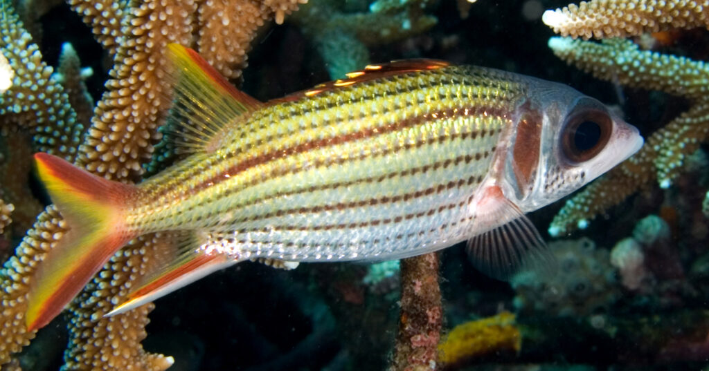 Smallmouth Squirrelfish (Sargocentron microstoma) |commons:File:Sargocentron microstoma.jpg