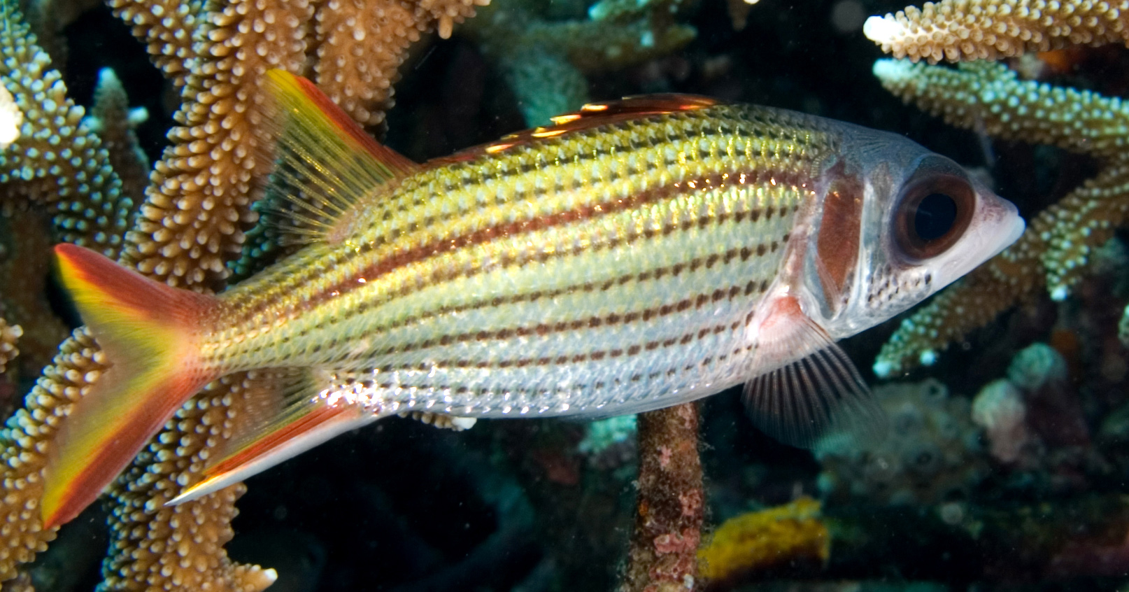 Smallmouth Squirrelfish (Sargocentron microstoma) |commons:File:Sargocentron microstoma.jpg