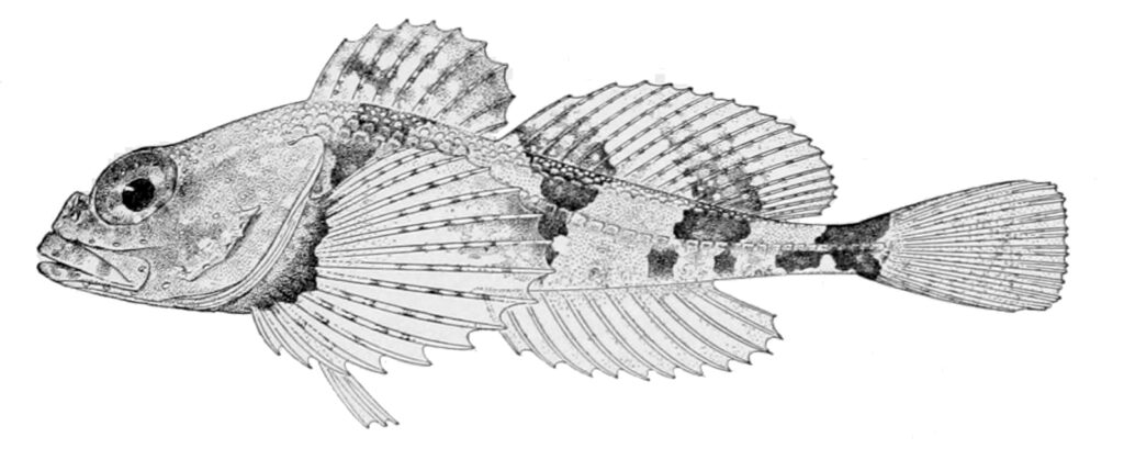Smallplate Sculpin (Stelgistrum beringianum) |commons:File:Stelgistrum beringianum.jpg