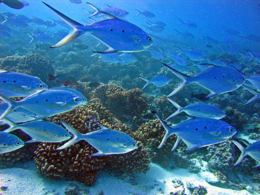 Smallspotted Dart (Trachinotus baillonii) |commons:File:Carangidae - Trachinotus baillonii.jpg