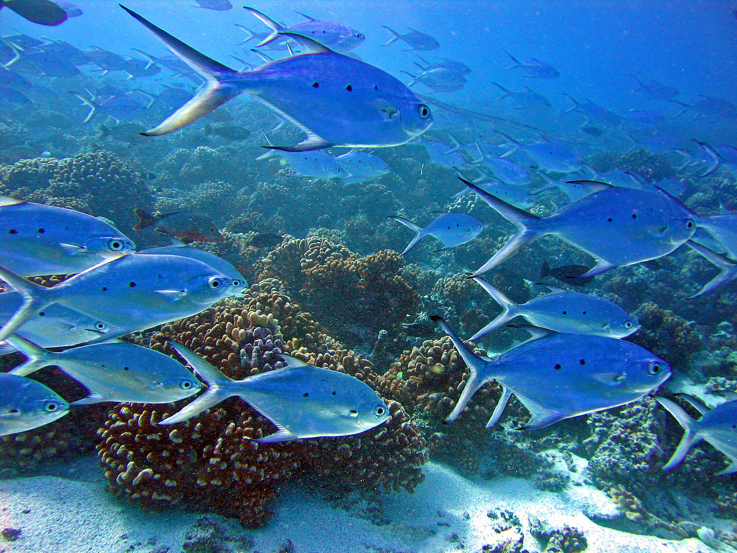 Smallspotted Dart (Trachinotus baillonii) |commons:File:Carangidae - Trachinotus baillonii.jpg