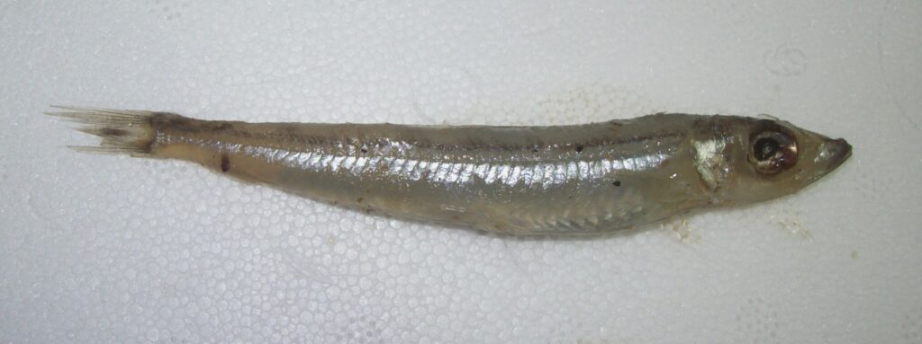 Smalltoothed Argentine (Glossanodon leioglossus) |commons:File:Glossanodon leioglossus PSS 12-01-2017 01.jpg