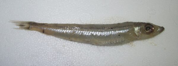 Smalltoothed Argentine (Glossanodon leioglossus) |commons:File:Glossanodon leioglossus PSS 12-01-2017 01.jpg