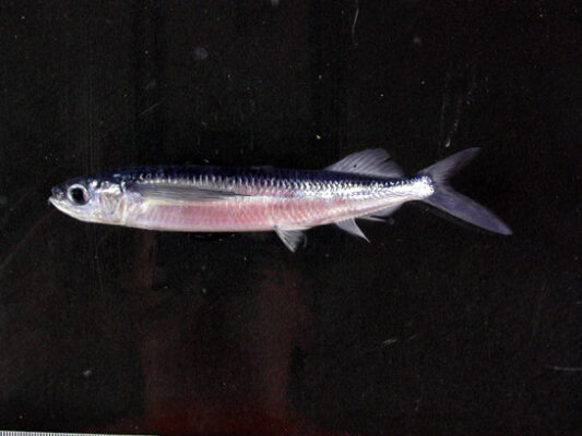 smallwing flyingfish (Oxyporhamphus micropterus) |commons:File:Oxyporhamphus micropteru 545.jpg