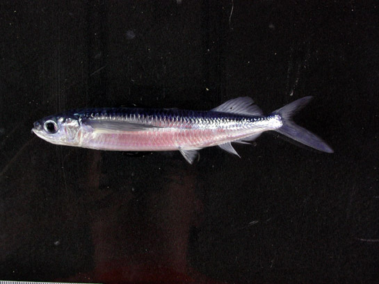 smallwing flyingfish (Oxyporhamphus micropterus) |commons:File:Oxyporhamphus micropteru 545.jpg