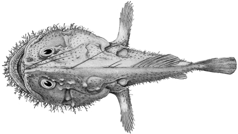 Smooth Angler (Lophiodes mutilus) |commons:File:Lophiodes mutilus.png