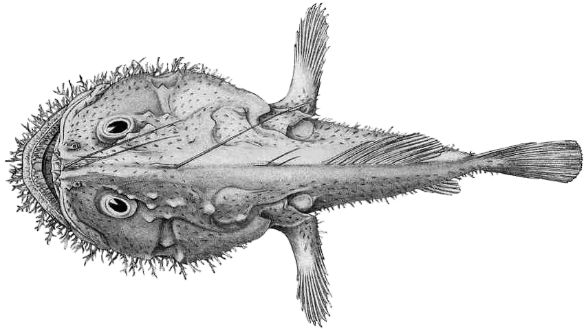 Smooth Angler (Lophiodes mutilus) |commons:File:Lophiodes mutilus.png