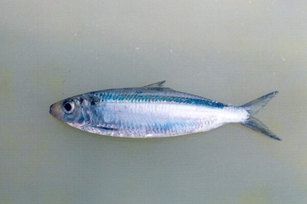 Smoothbelly Sardinella (Amblygaster leiogaster) |commons:File:Amblygaster leiogaster.jpg