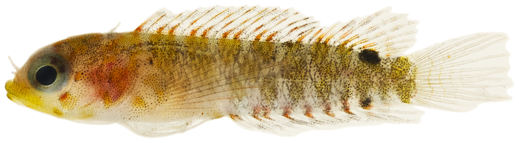 Smootheye Blenny (Starksia atlantica) |commons:File:Starksia atlantica - pone.0010676.g149.png