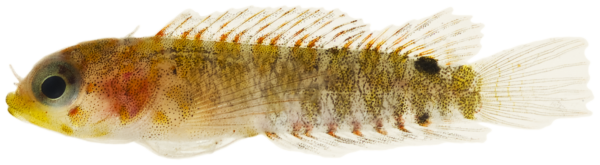Smootheye Blenny (Starksia atlantica) |commons:File:Starksia atlantica - pone.0010676.g149.png
