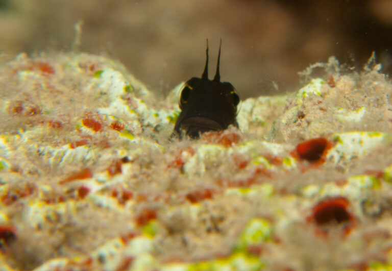 Smoothfin Blenny (Ecsenius frontalis) |commons:File:Smooth-fin Blenny - Ecsenius frontalis (5960689682).jpg