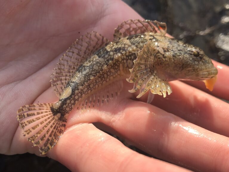 Smoothhead Sculpin (Artedius lateralis) |commons:File:Artedius lateralis 109696941.jpg