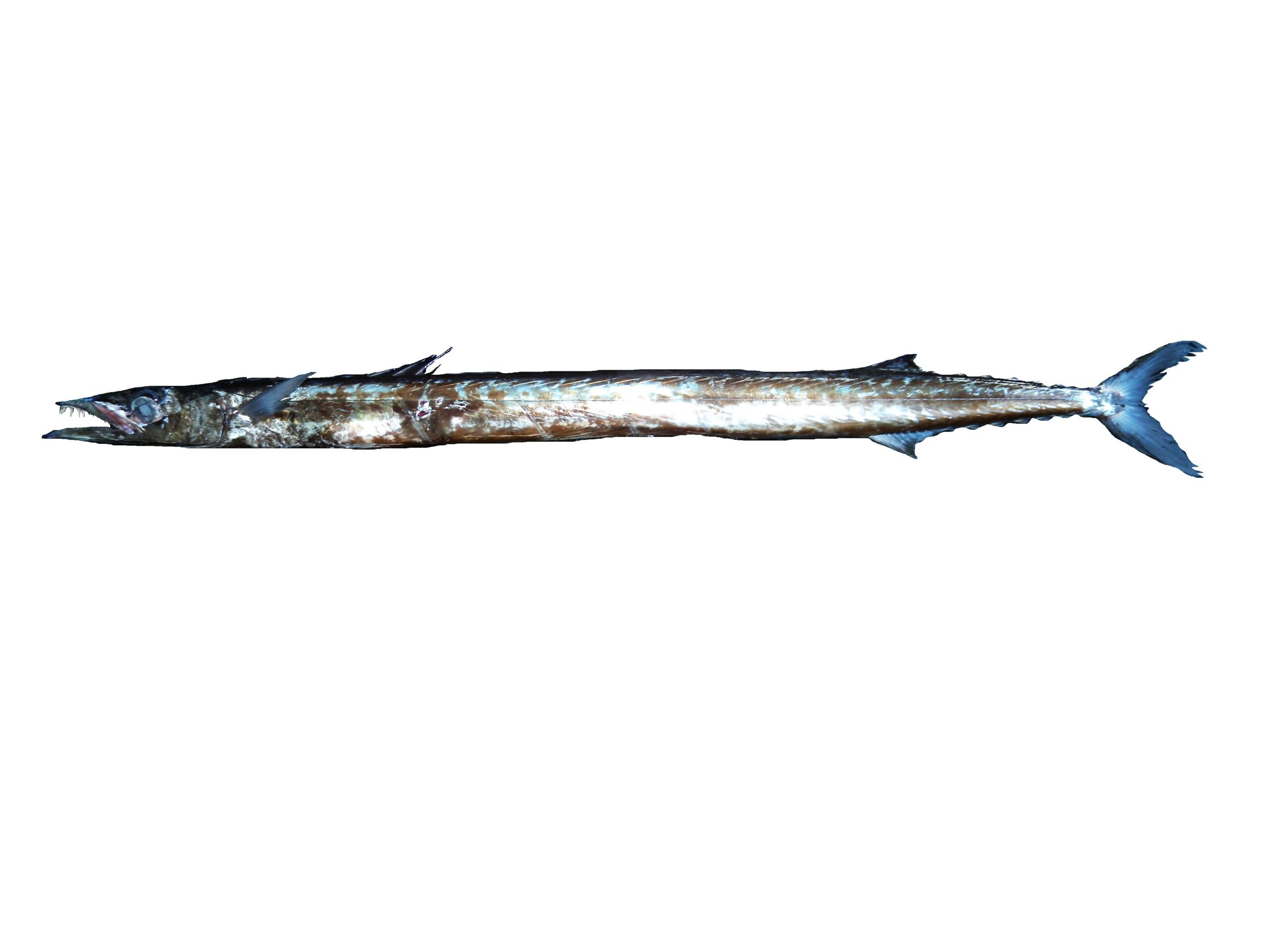 Snake Mackerel (Gempylus serpens) |commons:File:Escolier serpent (Gempylus serpens) (Ifremer 00756-86783).jpg