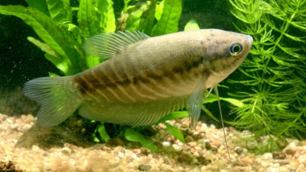 Snakeskin Gourami (Trichopodus pectoralis) |commons:File:Trichopodus pectoralis.jpg
