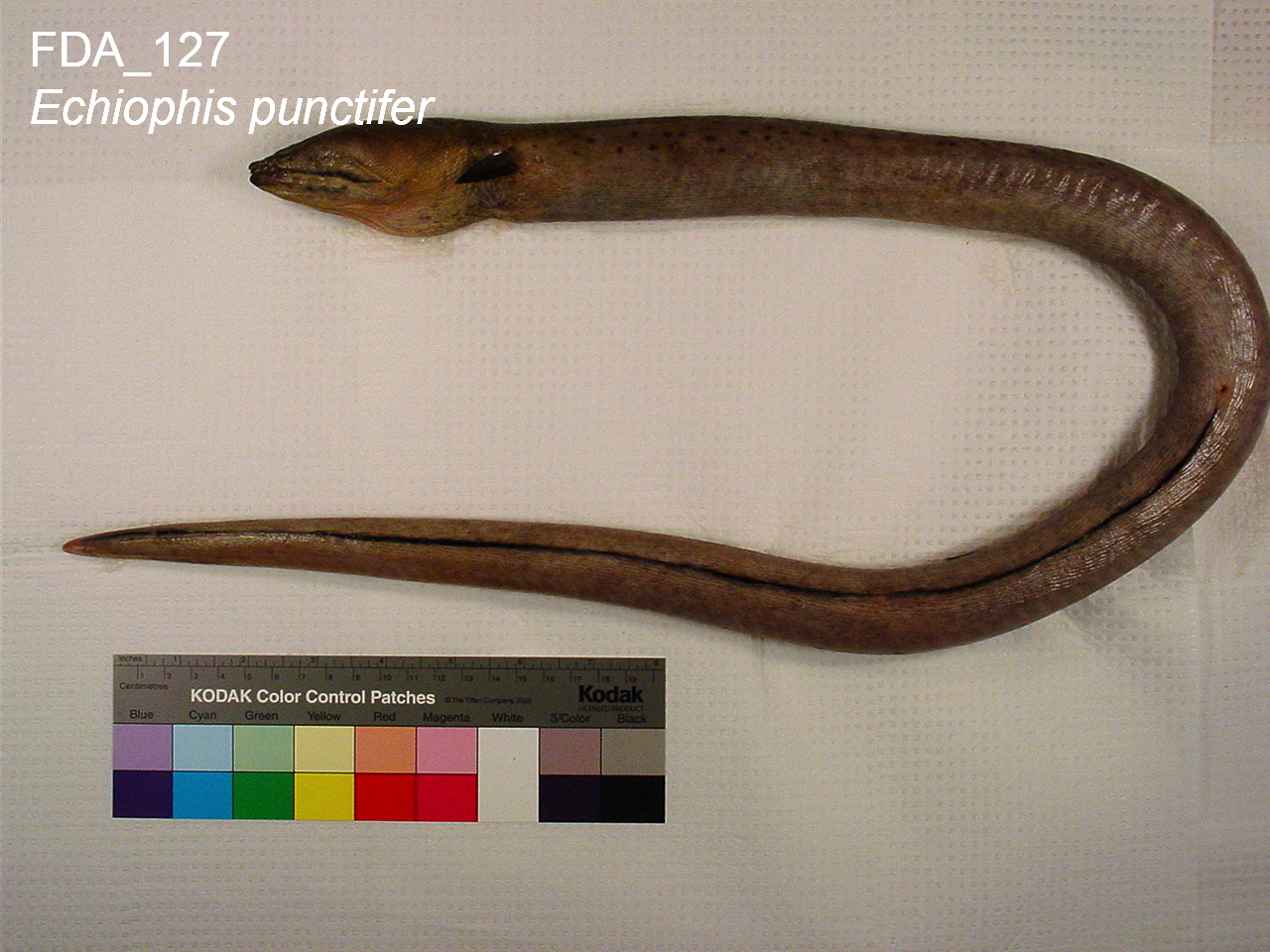 snapper eel (Echiophis punctifer) |commons:File:Echiophis punctifer (FDA 127).jpg