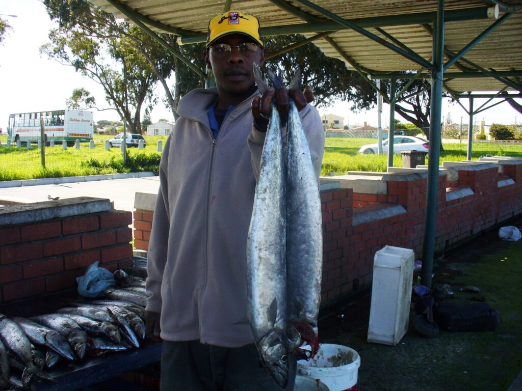 Snoek (Thyrsites atun) |commons:File:Snoek-Thyrsites atun.Jpg