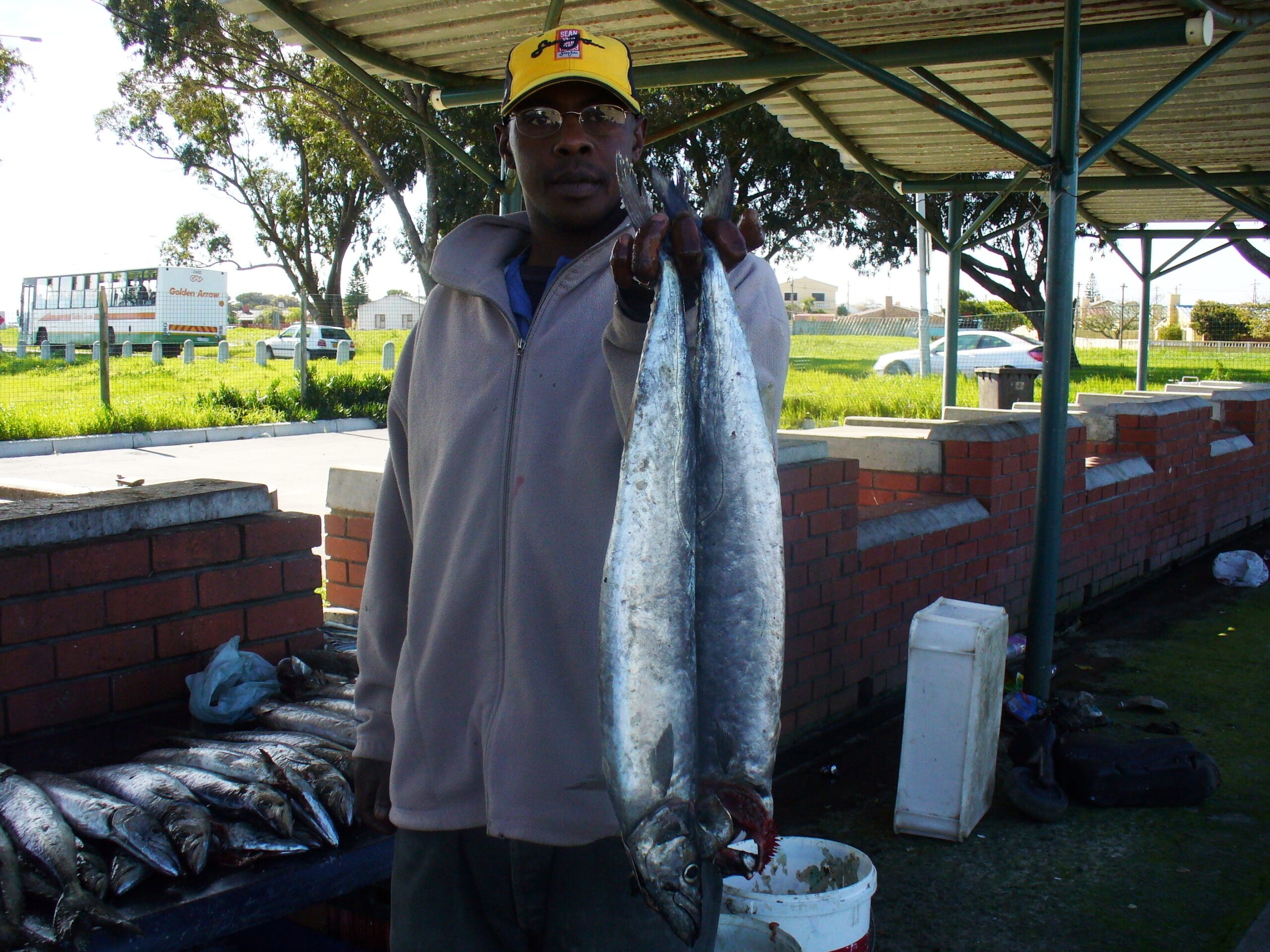 Snoek (Thyrsites atun) |commons:File:Snoek-Thyrsites atun.Jpg