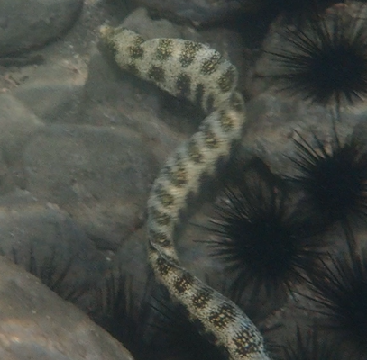 Snowflake Eel (Echidna nebulosa) |commons:File:Echidna nebulosa 393871321.png