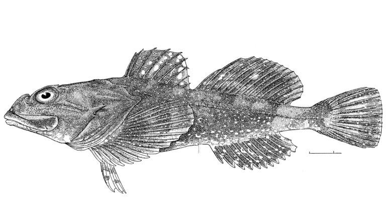 Snowy Sculpin (Myoxocephalus brandtii) |commons:File:Myoxocephalus brandtii.jpg