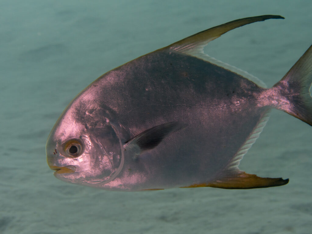 Snubnose Pompano (Trachinotus blochii) |commons:File:Snubnose pompano (Trachinotus blochii) (40814194993).jpg